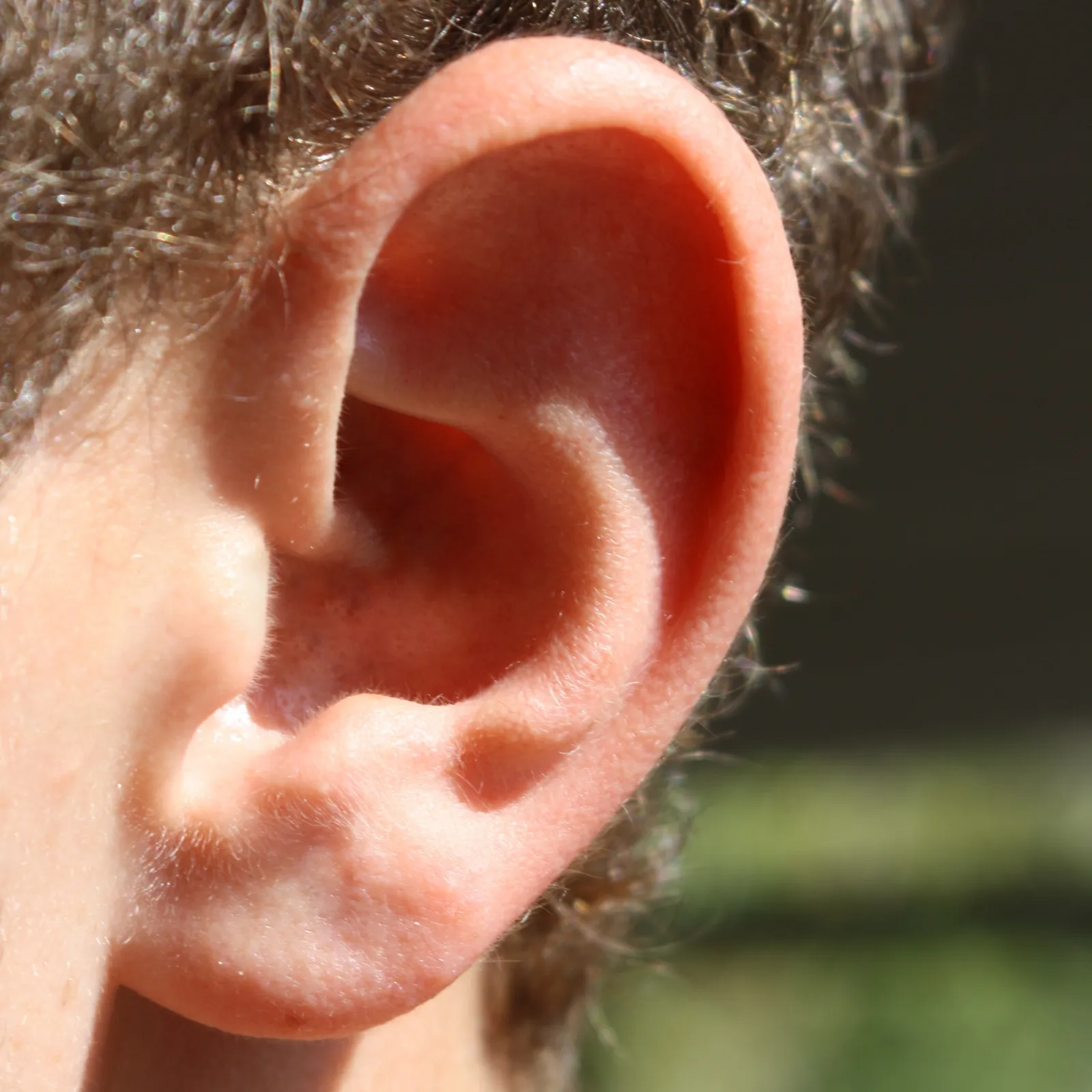 Oreille d'un homme aux cheveux bruns bouclés, en gros plan, éclairée par le soleil devant un fond de verdure