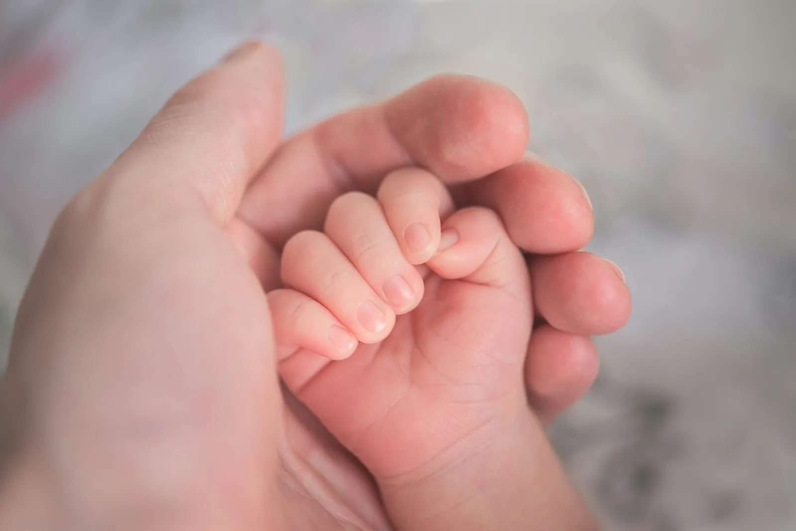 Main de bébé tenue dans la main d'un adulte, en gros plan